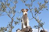 FOX TERRIER 153